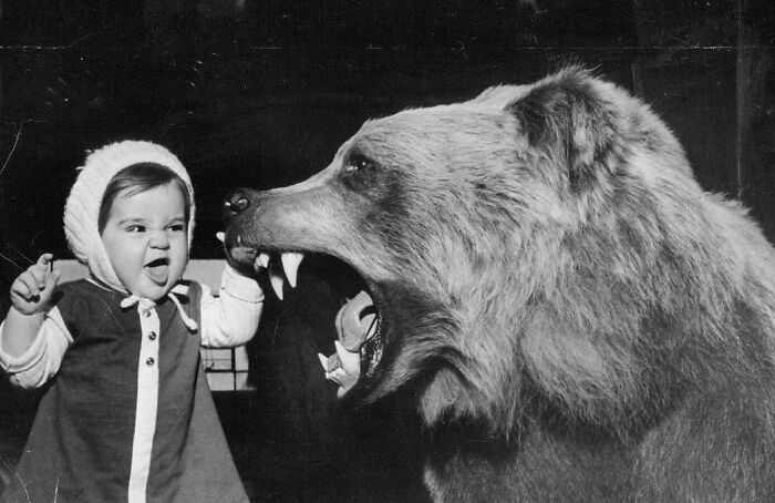 Little Girl Roaring At A Stuffed Grizzly Bear At The Sportsman's Show In The Chicago Coliseum. Chicago, Illinois, 1967