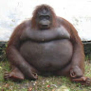 hugosalomonsson7ddacke avatar