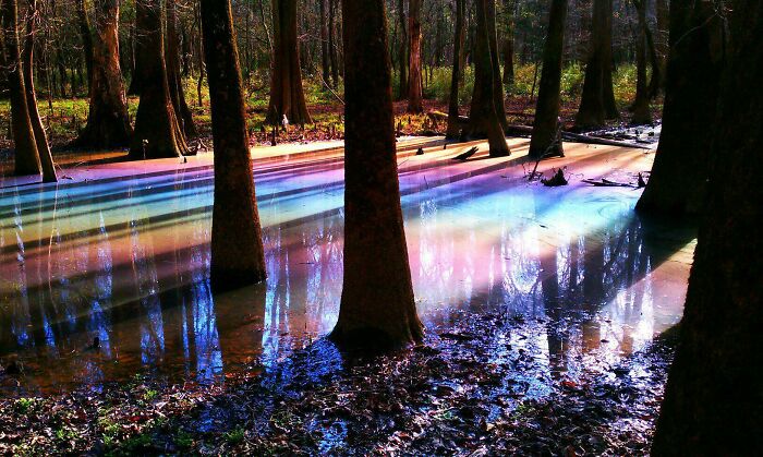 Rainbow Lake In The Middle Of The Forest