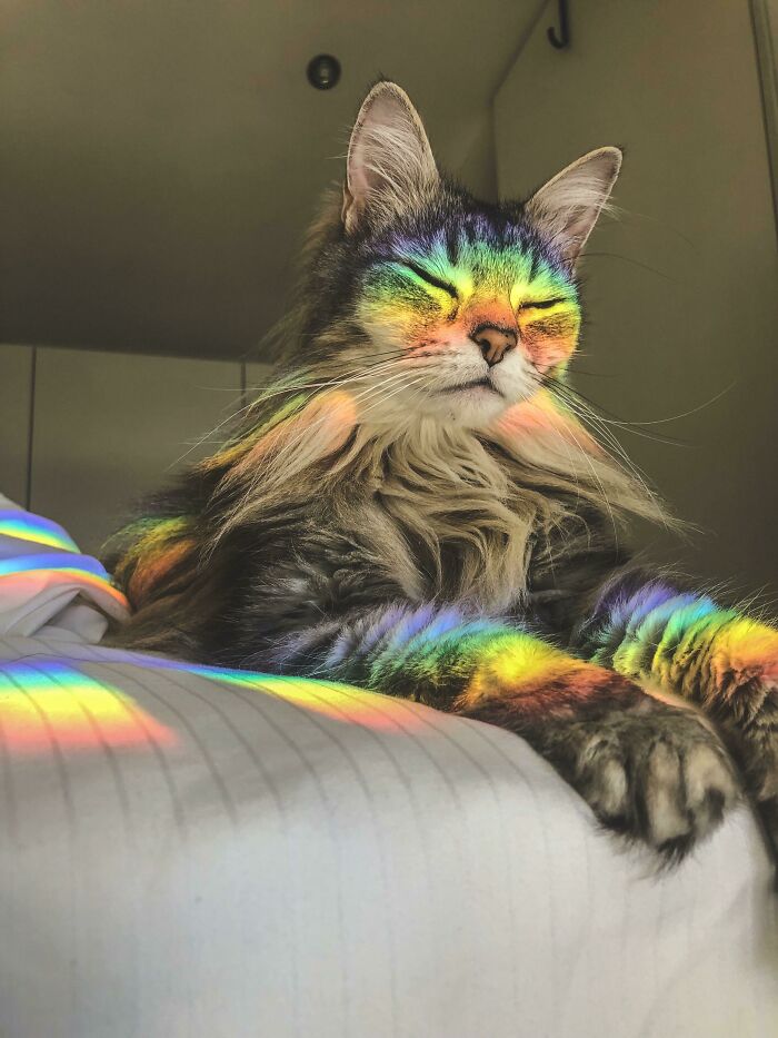 Real Life Nyan Cat