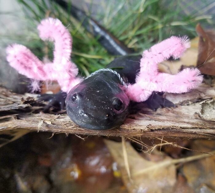 My Axolotl Turned Into A Land Salamander. I Decided To Give Him His Gills Back For Halloween
