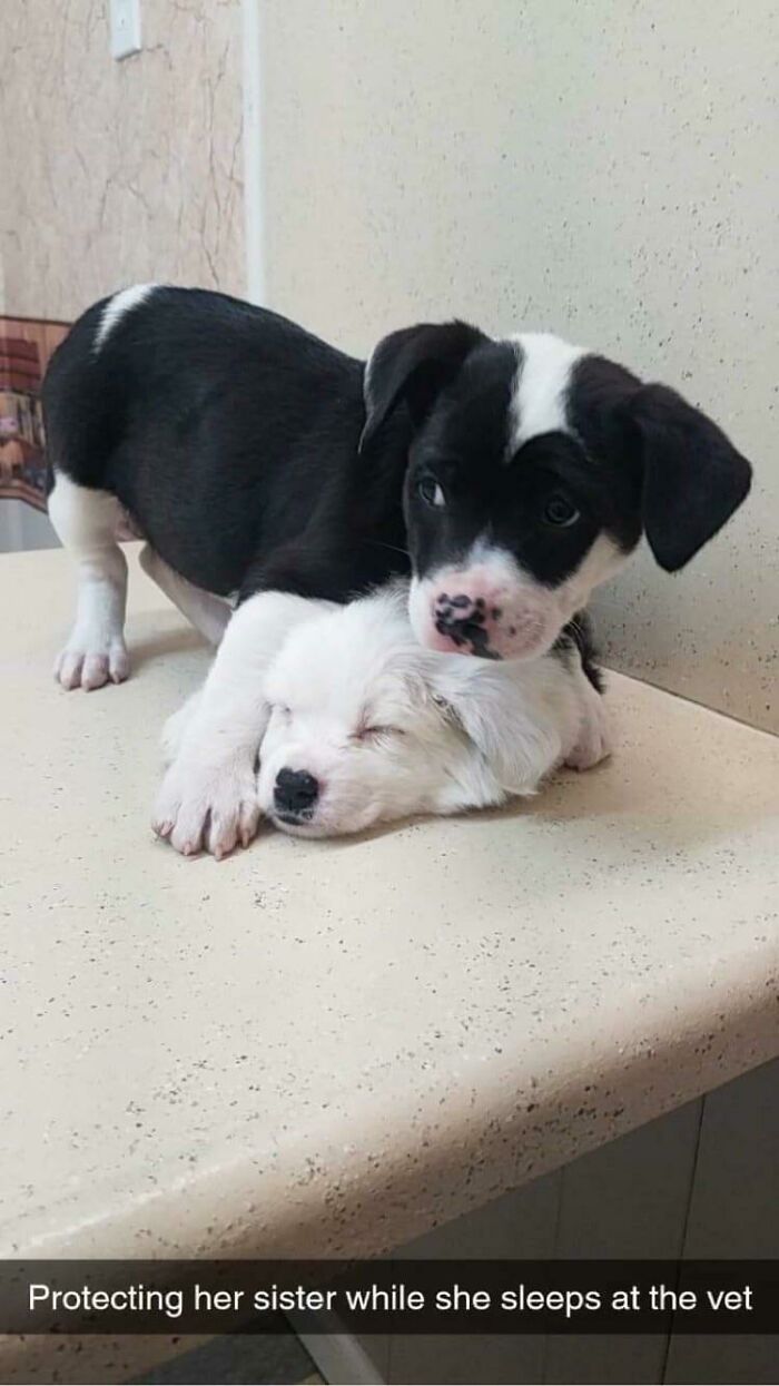 My Brother’s Puppy Protecting Her Sister At The Vet.