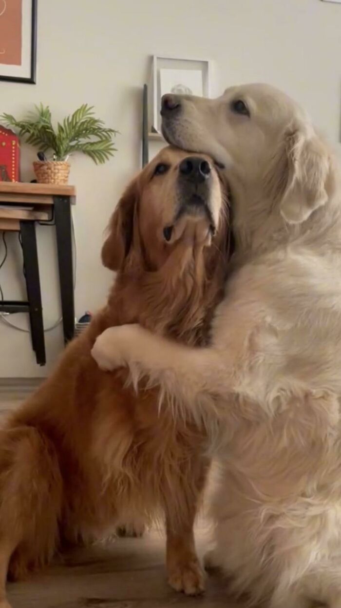 Everything Is Better With A Good Hug