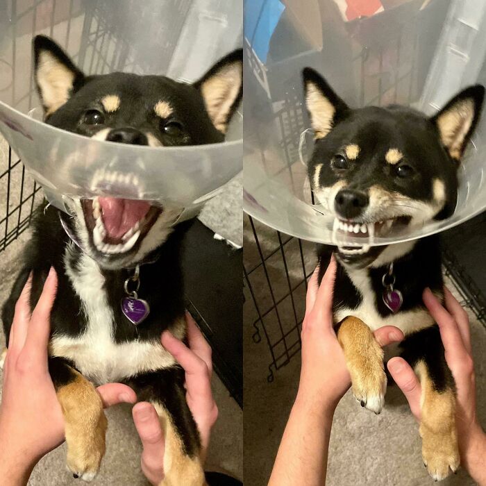 My Pup Somehow Got Only Her Lower Jaw Out Of Her Cone Of Shame. 🤣 Don’t Worry She’s Ok, Just A Huge Doofus