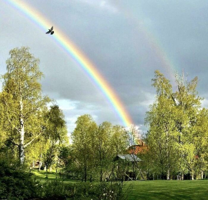 I Don’t Know How This Was Possible Or What The Chances Are But My Dad Took This Picture Of A Rainbow And This Bird Flew Perfectly Aligned