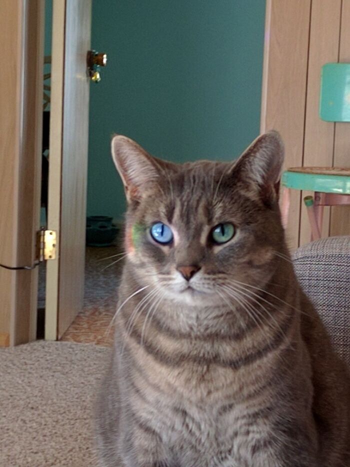 My Cat Had A Rainbow Shining Into One Of Her Eyes That Changed The Color Of Her Eye