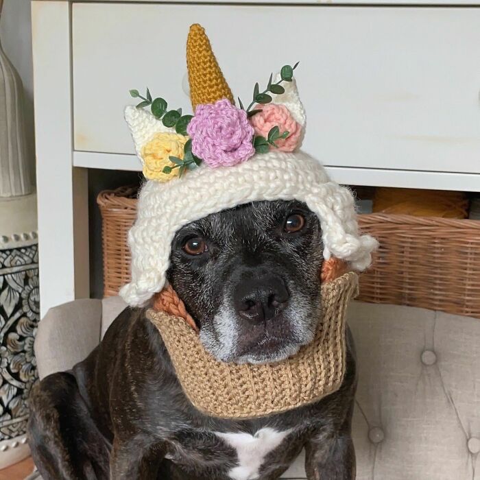 I Made My Dog A Unicorn Cupcake Hat