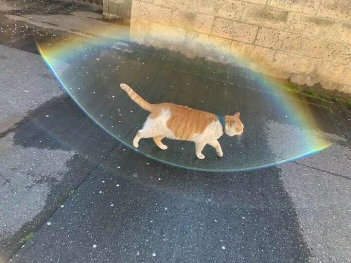 Rainbow Shield Activated