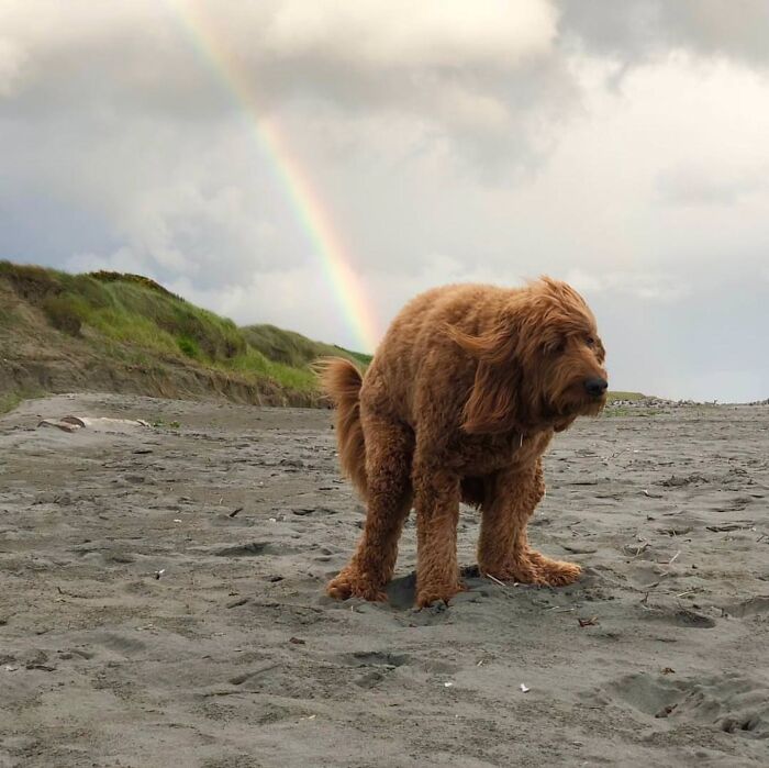 Rainbow And A Dog