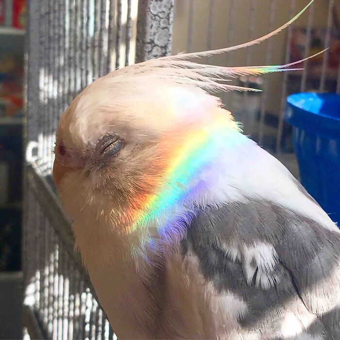 Mo Fell Asleep In The Sun And His Water Dish Gave Him Rainbow Feathers