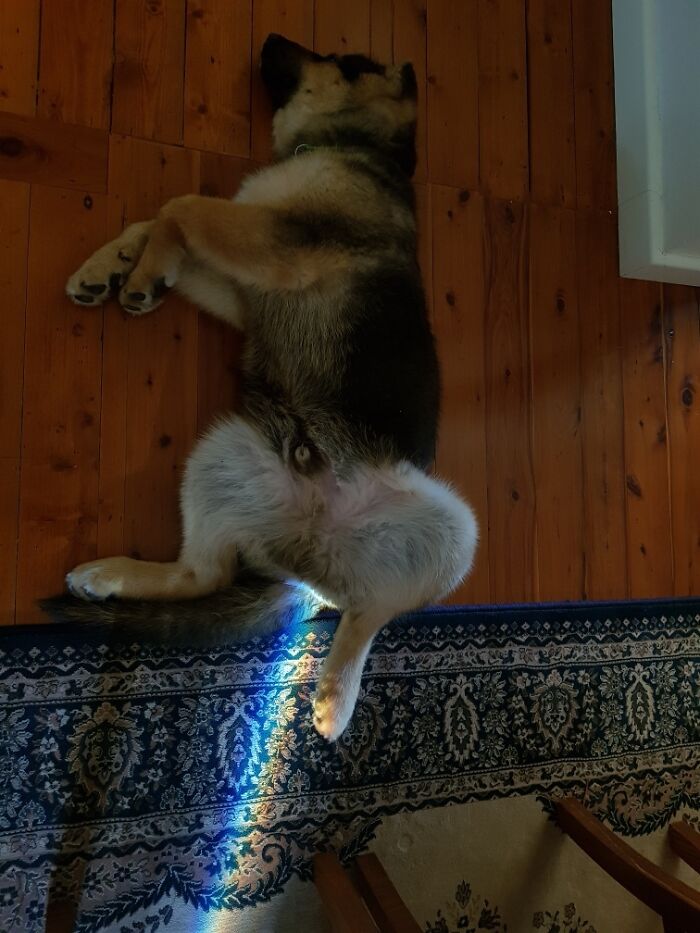 My Puppy Shoots Rainbows From The Rear