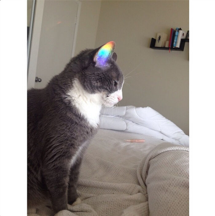Today I Caught The Rainbow In My Cat's Ear