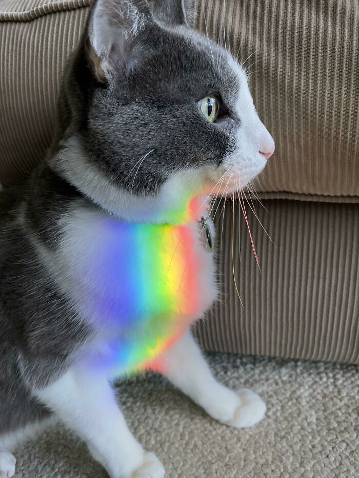 Light Reflects Through A Prism In My House And Hits My Cat