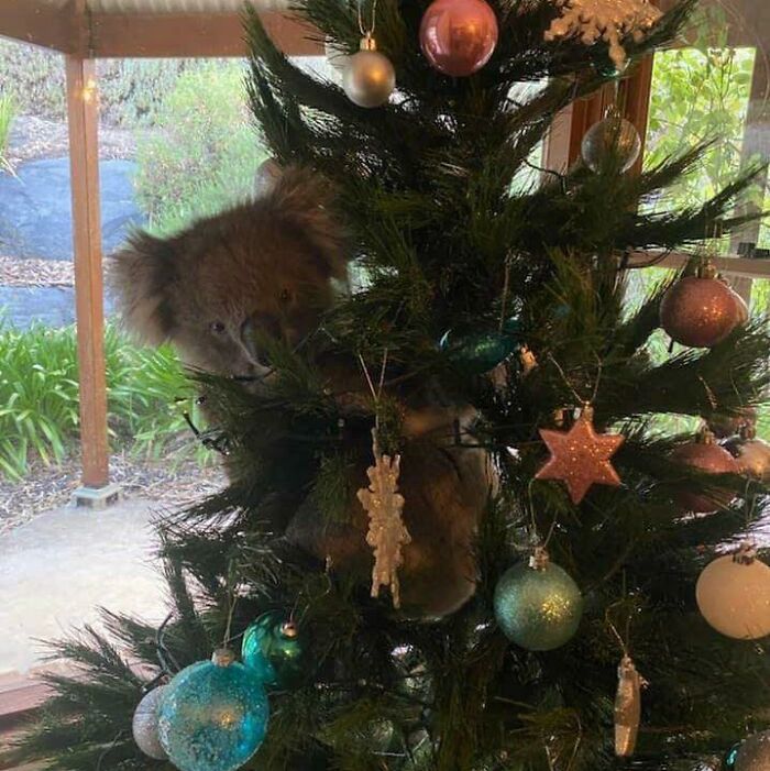 Una mujer de Adelaida, Australia, llegó a casa y encontró un koala en su árbol de Navidad