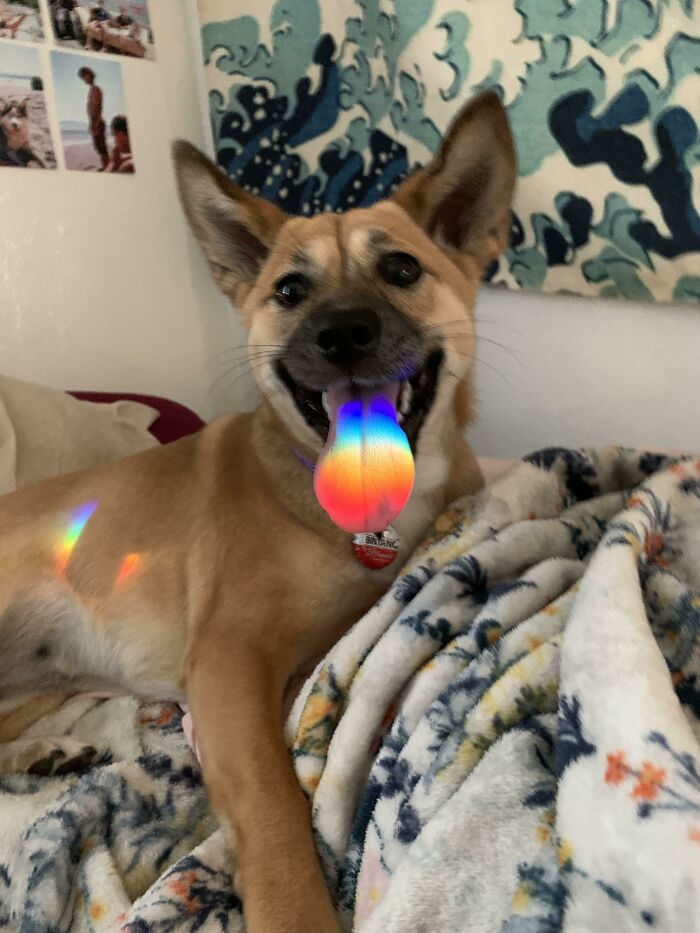 My Son’s Dog With A Prism Refraction On Its Tongue