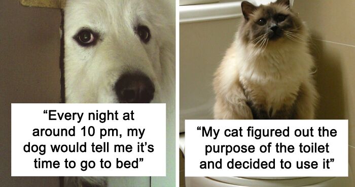 40 Funny And Bizarre Things Pets Do According To Their Owners Who Claim  That Nobody Believes Them | Bored Panda