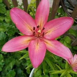 clewaldwagaman avatar