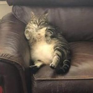 ha_phuong_nguyen avatar