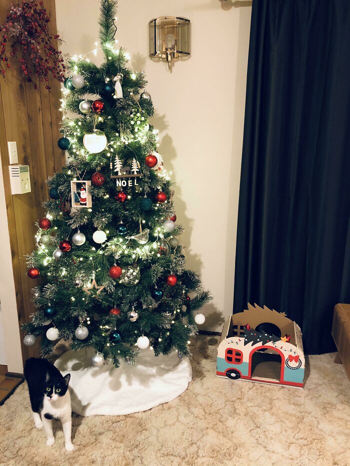 Mi marido odiaba la Navidad. Pero me dejó este año, así que ahora tengo mi primer árbol de Navidad adecuado en 18 años, y un nuevo gatito rescatado, así que me va bien