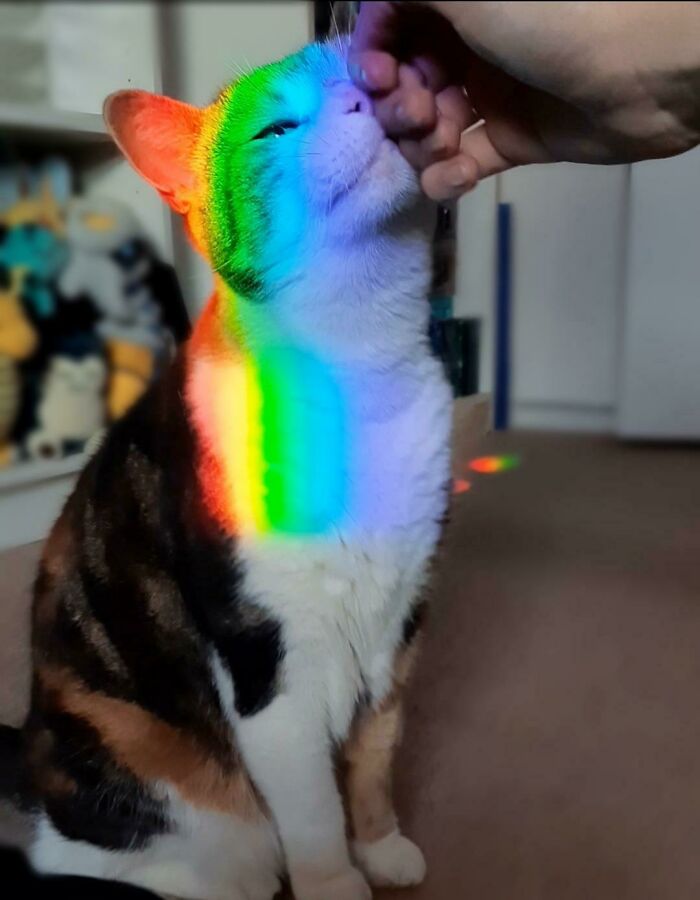 My Cat Standing Directly In A Rainbow