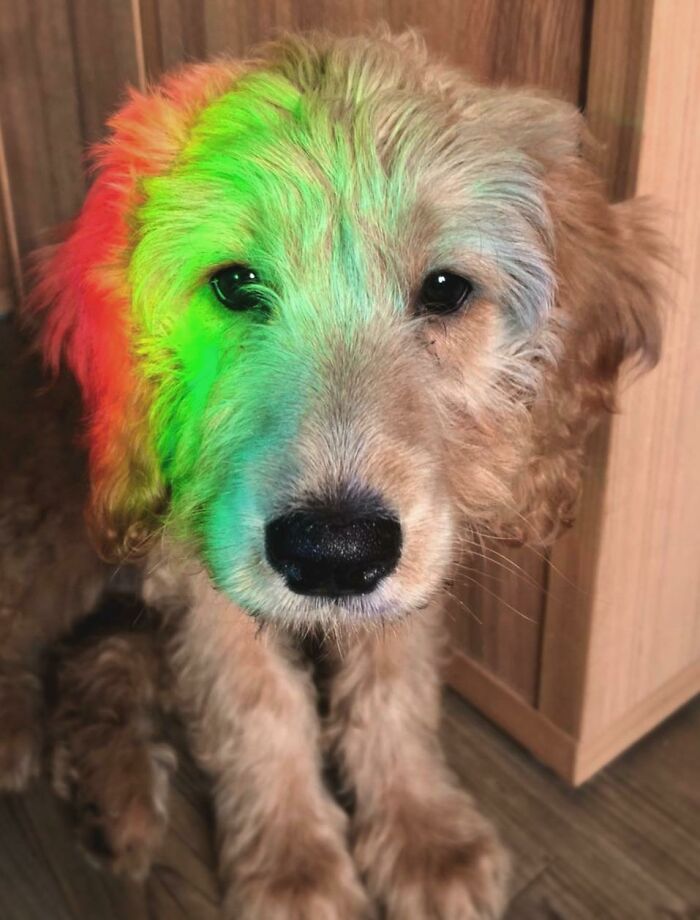 My Dog Was Sitting In A Rainbow Reflection