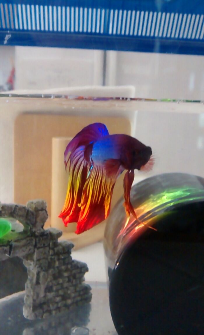 The Prism In My Windowsill Changed The Color Of My Betta Fish