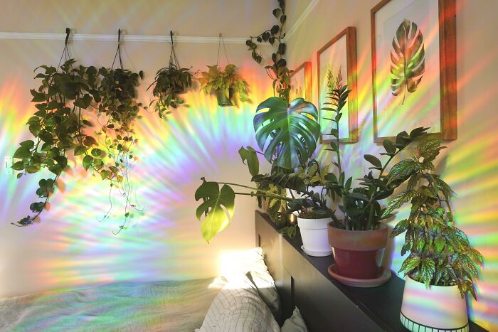 I Installed A Prism On My Window And Now My Favorite Plant Corner Looks Surreal