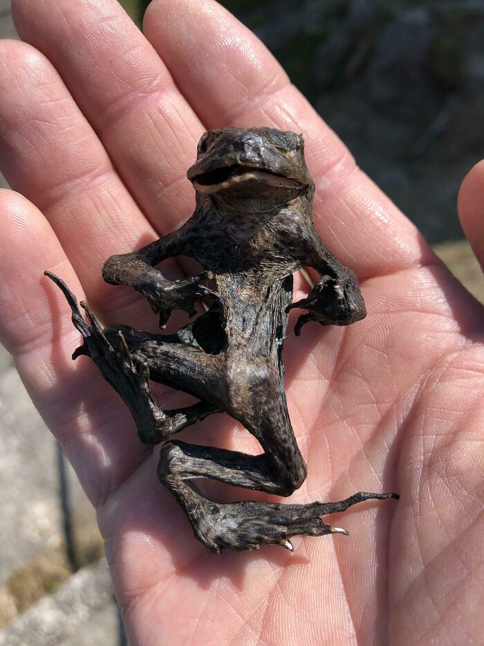 I Found This Perfectly Mummyfied/Dried Frog On A Hike
