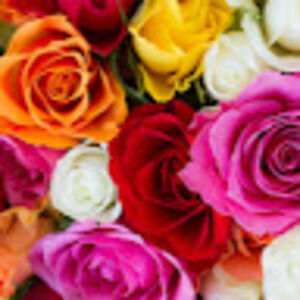 jazminharrington avatar