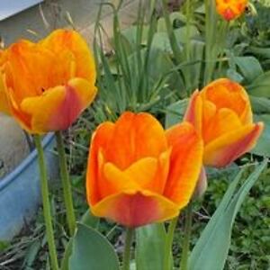 angelsweetz07 avatar