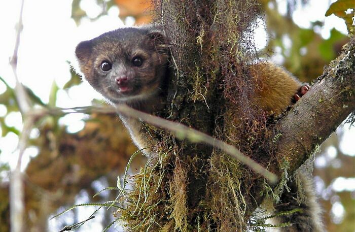 This Is The Olinguito Discovered In 2013, They Have A Cute Teddy Bear Face! They Live In The Andes Mountains In South America