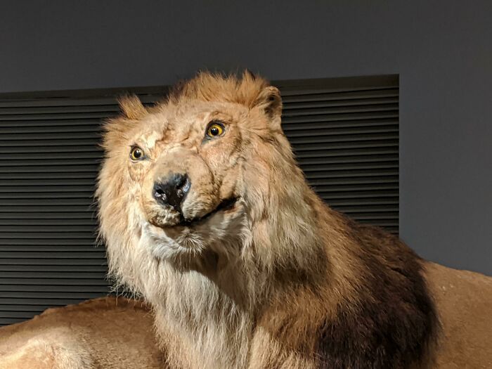 Went To The Shanghai Natural History Museum Today. I Think The Taxidermist Was Out Sick On Lion Day