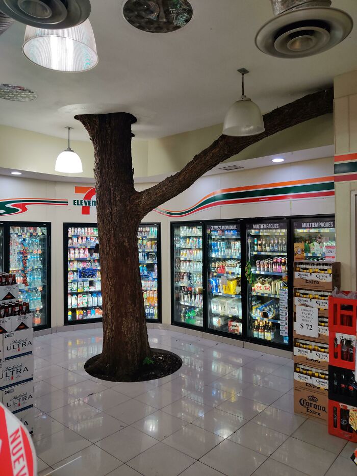 This Tree Inside 7eleven