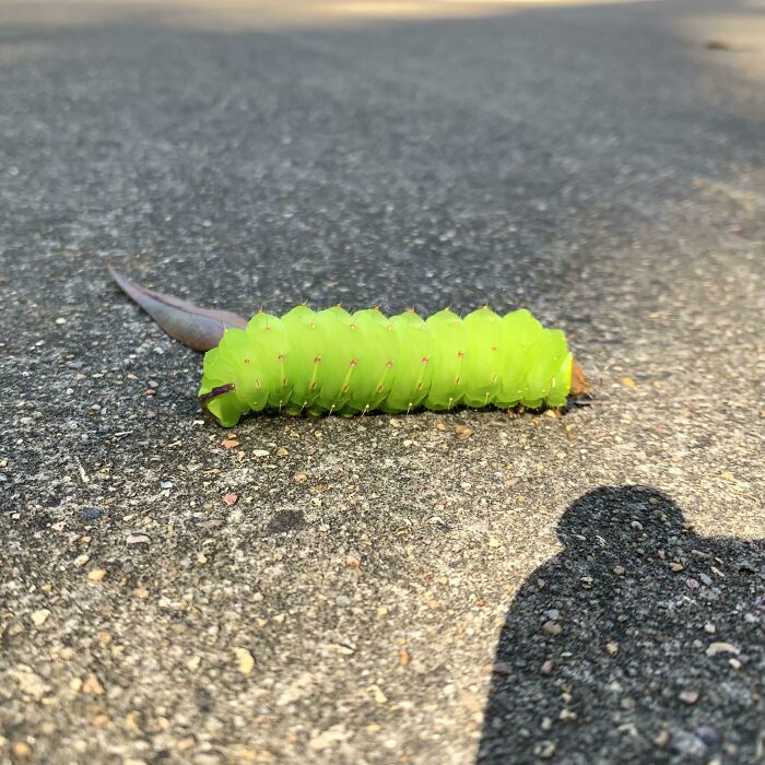 Spotted A Very Caterpillar-Looking Caterpillar On My Run This Morning