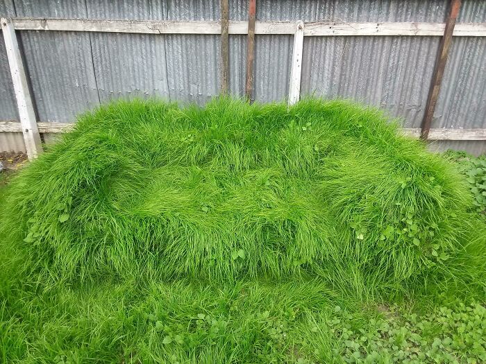 My Mate Actually Made A Comfortable Grass Couch