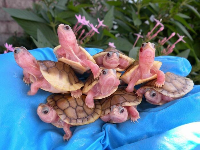 I Just Learned That A Group Of Turtles Can Be Referred To As A Bale... So Here's A Bale Of Baby Albino Turtles