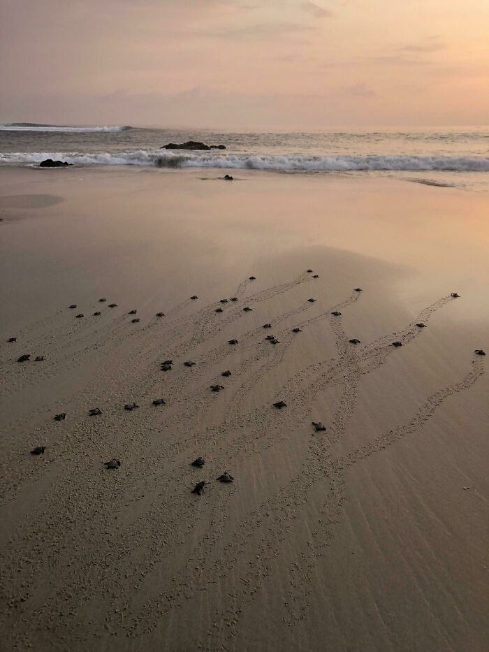 Today I Released Baby Sea Turtles On Sumba Island. Thought This Pic Was Epic
