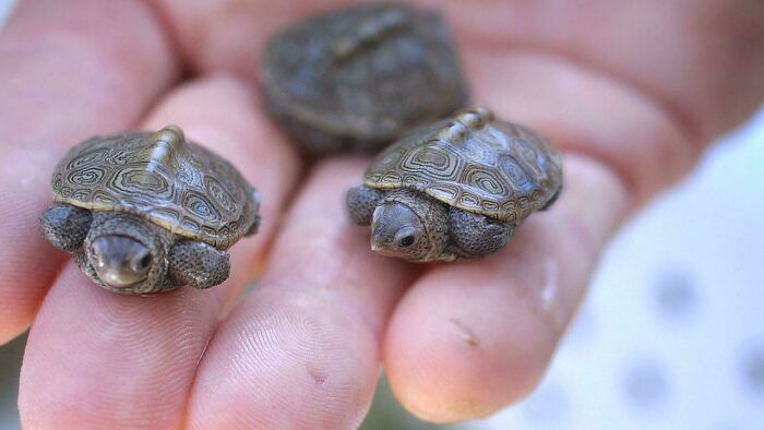 Baby Turtles Are Literally The Cutest Thing Ever