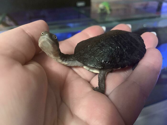 My Baby Turtle, Opie