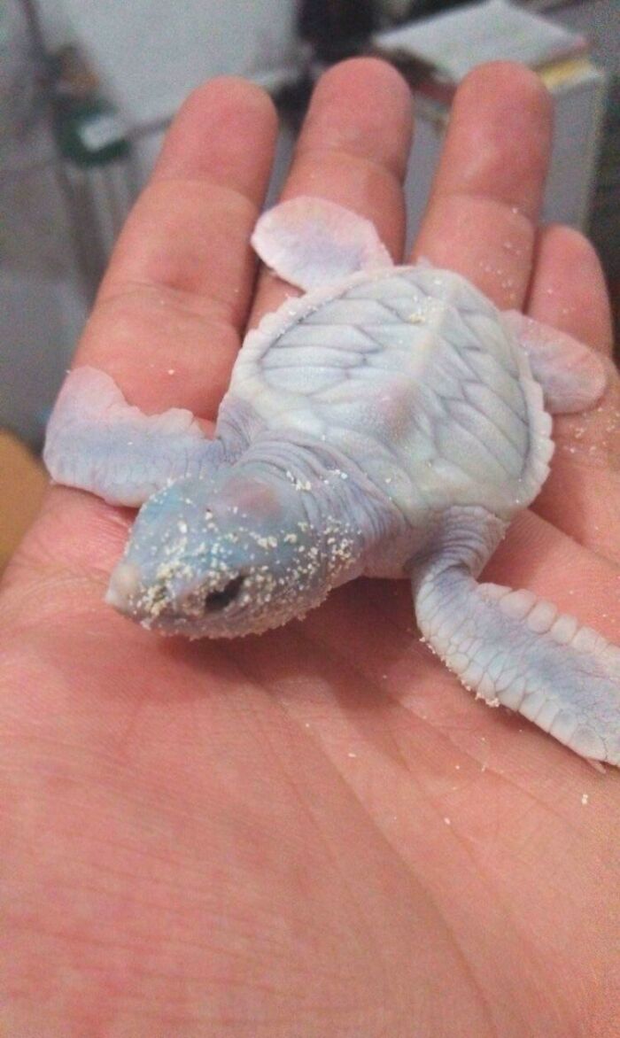 Albino Leatherback Sea Turtle Baby