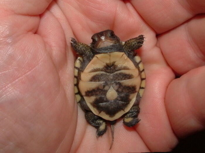 This Teeny Tiny Baby Turtle