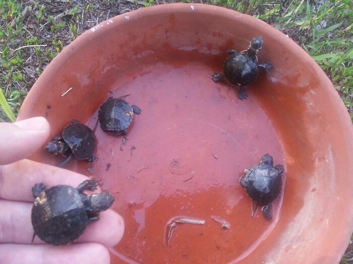 These Baby Turtles Just Hatched In My Yard!