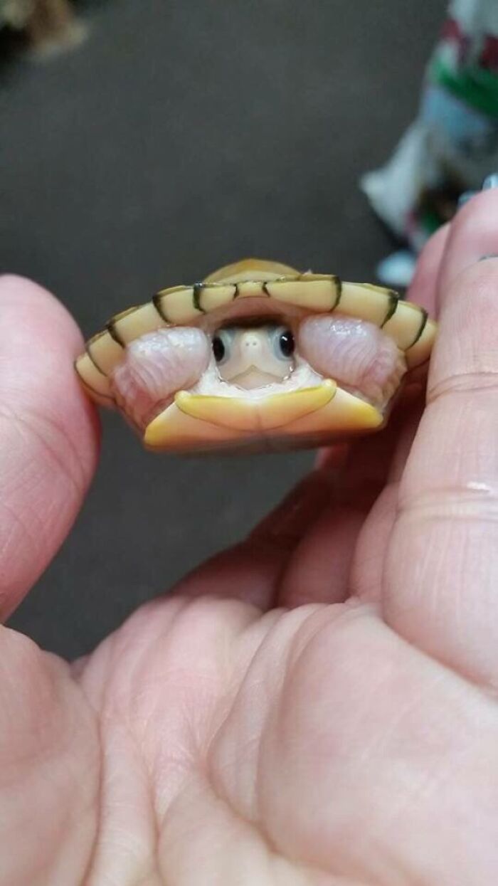 A Baby Turtle Tucked Away In Its Shell