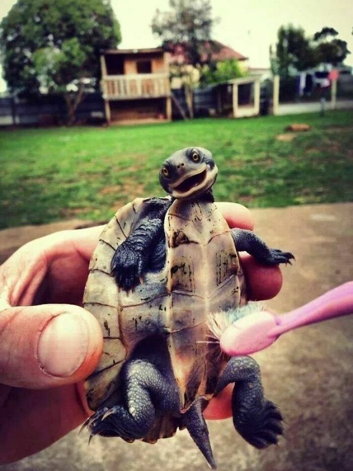 This Turtle Who Loves Getting His Little Tummy Brushed