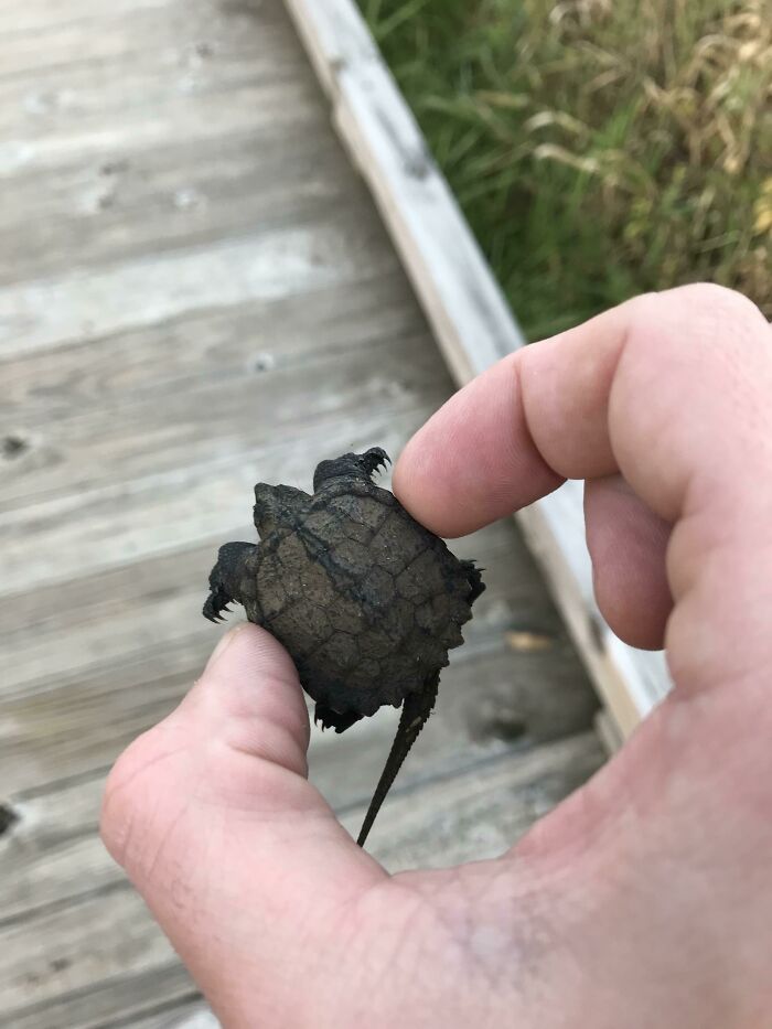 Found A Baby Snapping Turtle At The Park Today