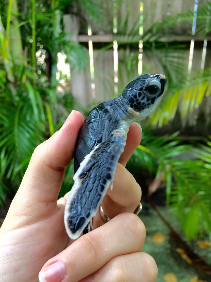 We Monitor Sea Turtle Nests For The State And Sometimes We Find Baby Sea Turtles That Didn't Escape The Nests. We Release Them To Give Them Another Shot At Life