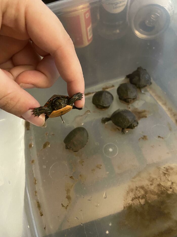 Three Months Ago I Watched A Painted Turtle Dig A Nest And Lay 6 Eggs Near My Apartment. All 6 Baby Turtles Are Healthy And Ready To Go To The Pond