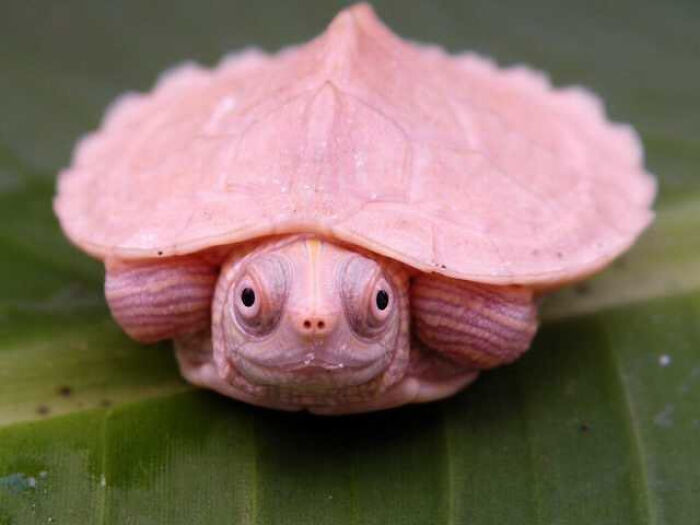 Move Over Baby Yoda... Pink Turtle Has Arrived