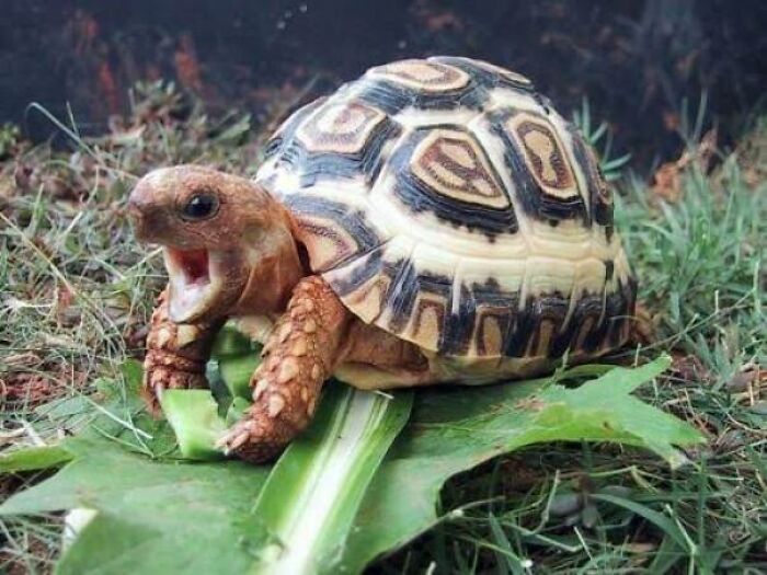 Baby Tortoises Are God-Like On The Cuteness Scale!!!