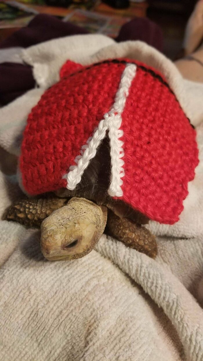 Tortoise Christmas Sweater. Because My Son Was Upset My Daughter's Kitten Has 2 Sweaters While His Tortoise Had None